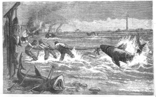 Sharks at New Smyrna in the 19th Century